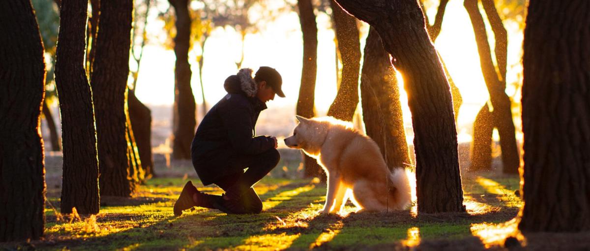 A dog and its owner having a quiet moment under the shade of trees